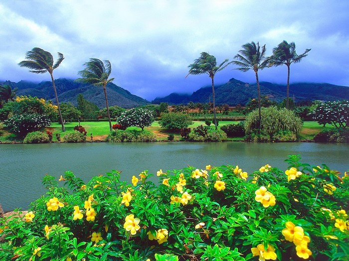 Tropical lake with palm trees and yellow flowers