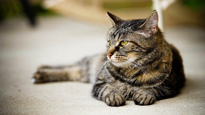Tabby cat lying down outdoors
