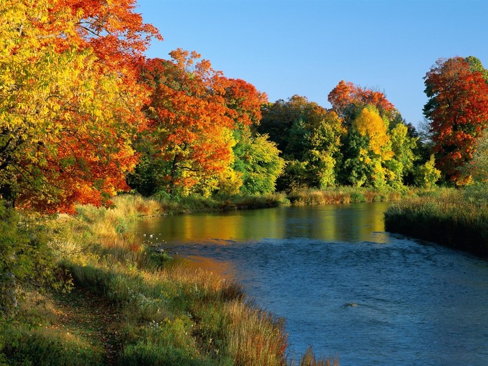 Autumn trees reflecting in a river
