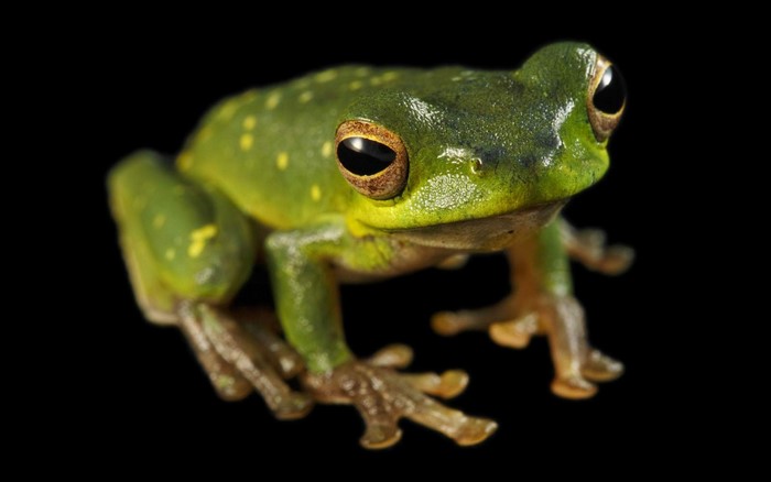 Green tree frog with yellow spots on black background