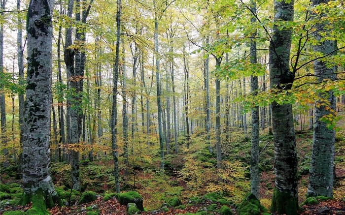 Autumn forest with mossy rocks and trees