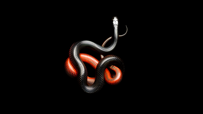 Black snake with glowing red underside coiled on black background