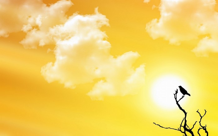 Silhouette of a bird on a tree branch against the sun