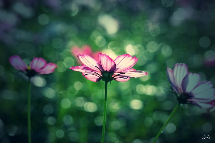 Pink cosmos flowers with bokeh background