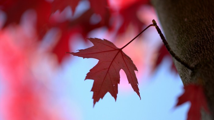 Red maple leaf on a tree branch in autumn