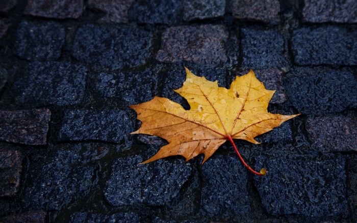 Yellow maple leaf on wet cobblestone