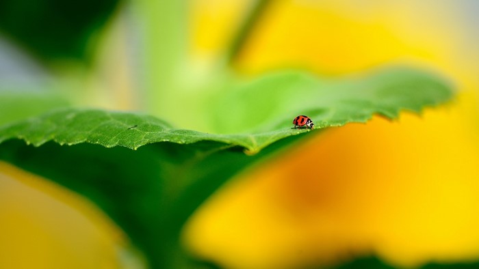 Ladybug on a green leaf with yellow background