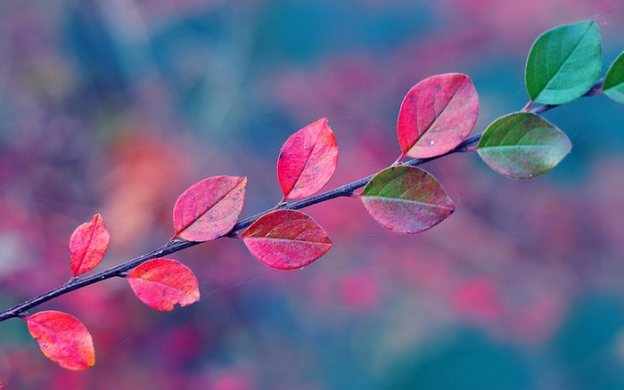 Autumn Branch with Red and Green Leaves