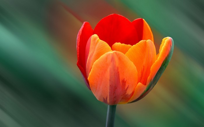 Close-up of a red and orange tulip flower
