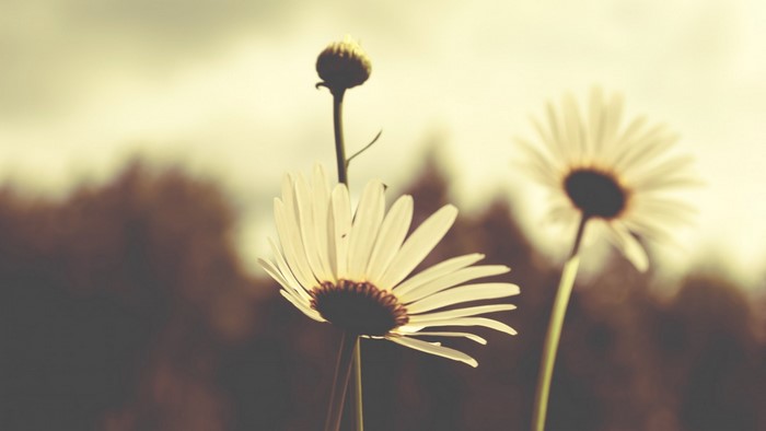 Close-up of white daisies with a bud against a blurred background