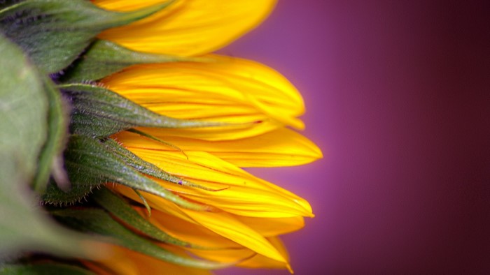 Close-up of a yellow sunflower petal with green stem