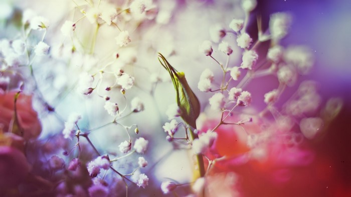 Close-up of delicate white flowers with a green bud