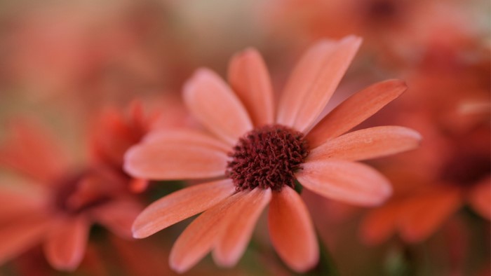 Close-up of a coral-colored daisy with a dark center