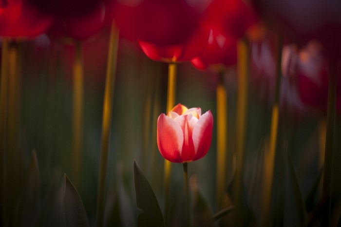 Close-up of a single red and white tulip in a field