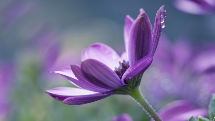 Purple flower with water droplets, macro photography