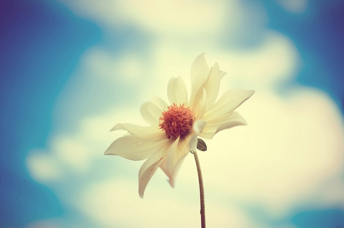 Yellow flower with orange center against blue sky