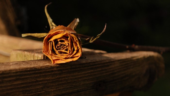 Dried orange rose on weathered wood