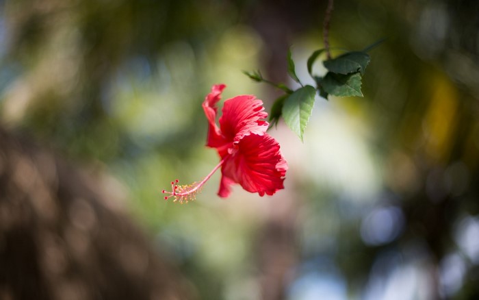 Red hibiscus flower with green leaves and bokeh background