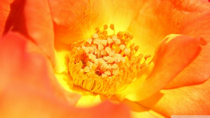 Close-up of an orange and yellow flower with pollen