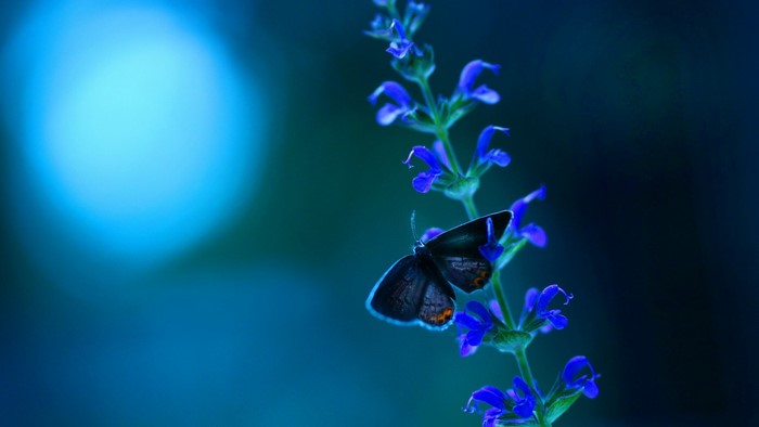 Macro photography of a butterfly on a blue flower