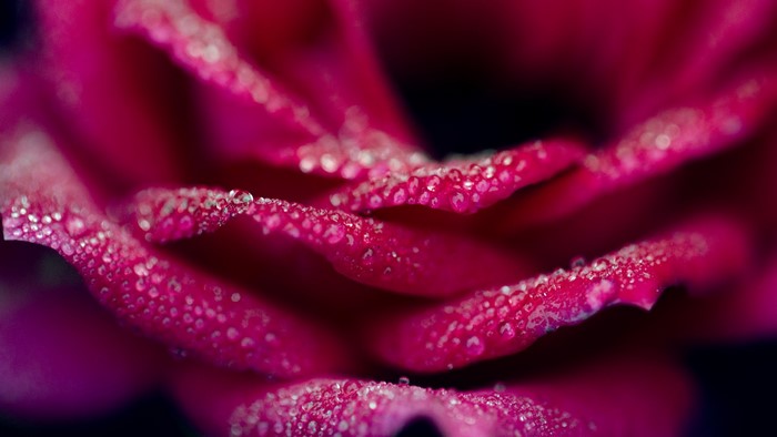 Close-up of pink rose petals with water droplets