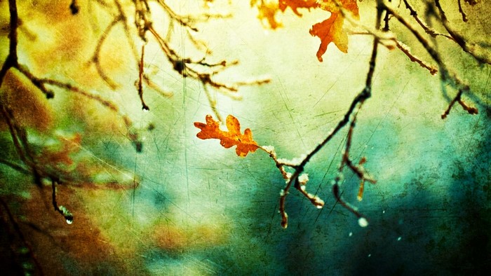 Autumn leaf on a frosted branch with sunlight
