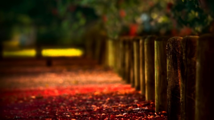 Autumn path with fallen leaves and wooden fence