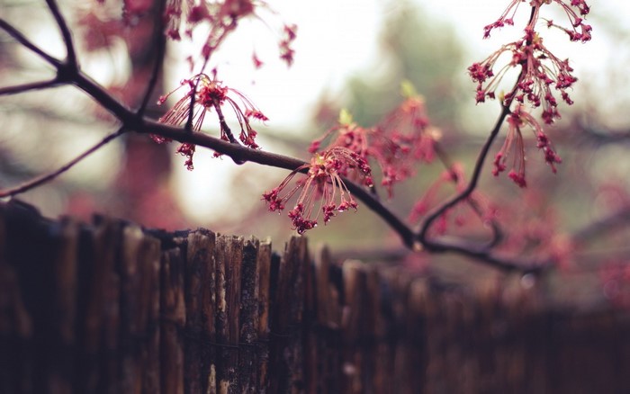 Red blossoms on a branch over a wooden fence