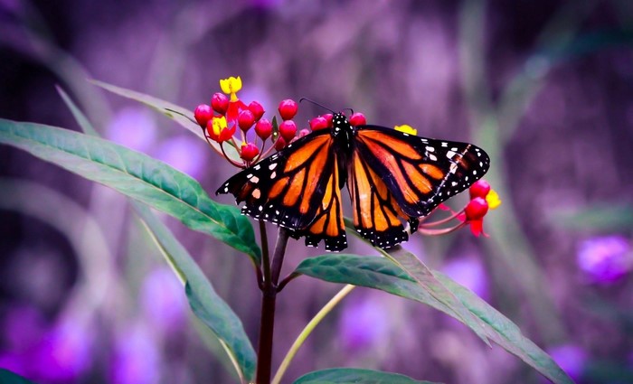 Monarch butterfly on red and yellow flowers
