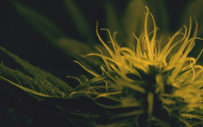Close up of cannabis plant with yellow pistils