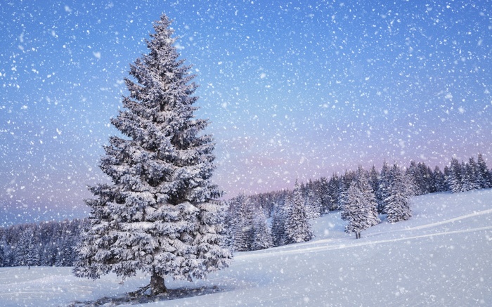 Snowy landscape with a large fir tree and forest
