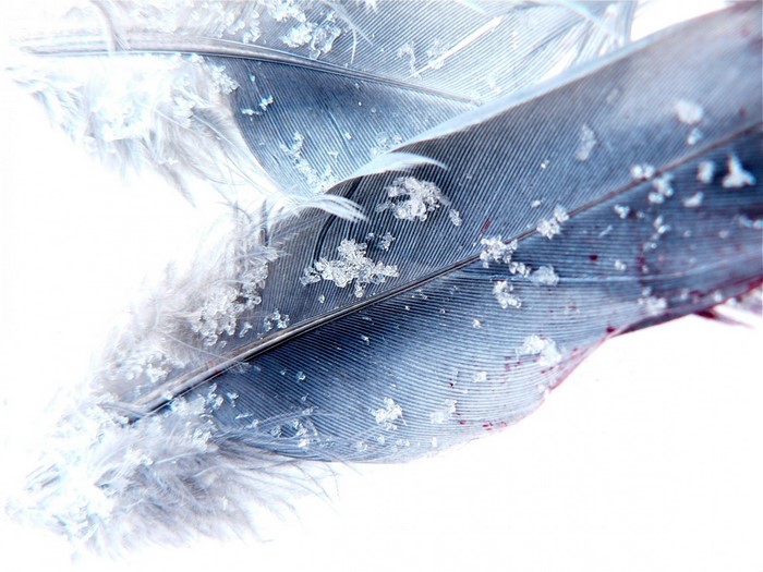 Close-up of feathers with snowflakes