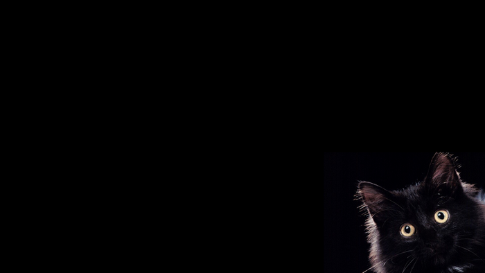 Black cat peeking from the darkness