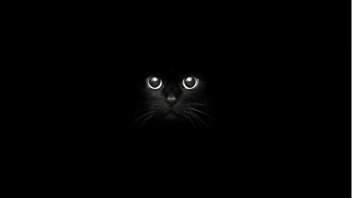 Black cat with glowing eyes in darkness