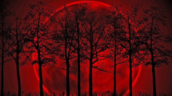 Silhouetted trees against a blood moon
