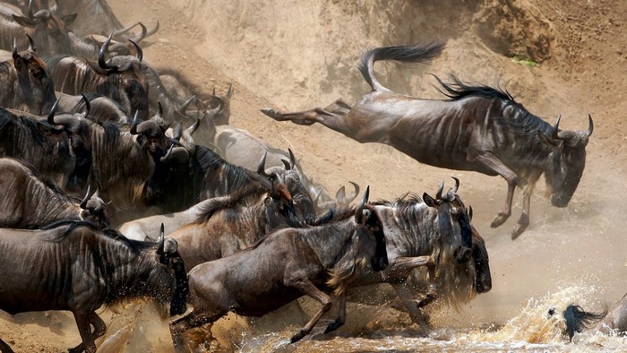 Wildebeest herd crossing a river during migration