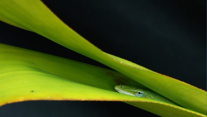 Green anole lizard peeking from under a large green leaf