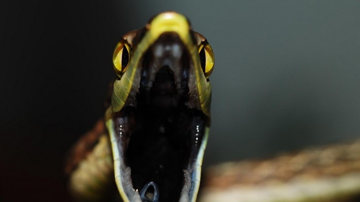 Close up of a snake with mouth open
