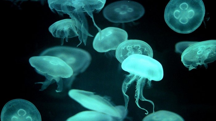 Group of bioluminescent jellyfish in dark water