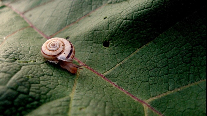 Snail on a green leaf, macro photography