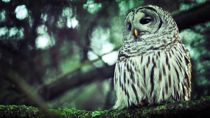 Barred owl perched on a mossy branch in a forest