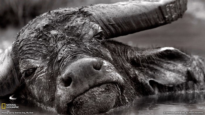 Water buffalo submerged in water