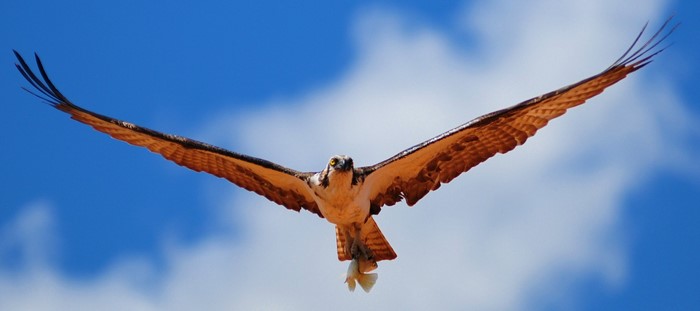 Osprey in flight carrying a fish