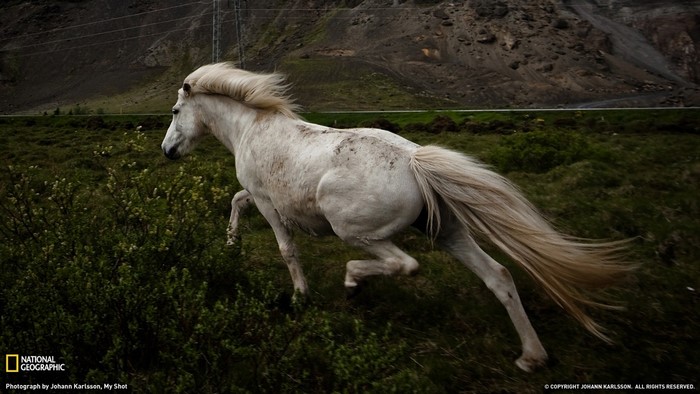 White horse running through a field in Iceland