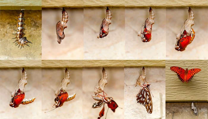 Butterfly metamorphosis from caterpillar to butterfly