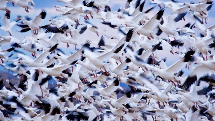 A large flock of snow geese in flight