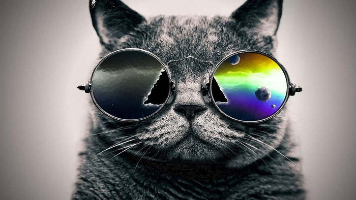Close up of a cat wearing sunglasses with colorful reflections