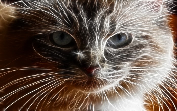 Fractalius effect on a cat's face
