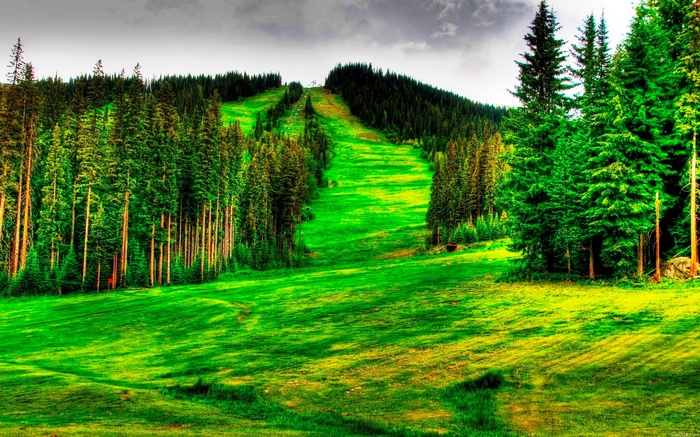 A ski slope carved through a dense evergreen forest on a mountain.