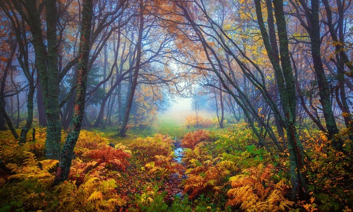 Autumn forest path with ferns and mist